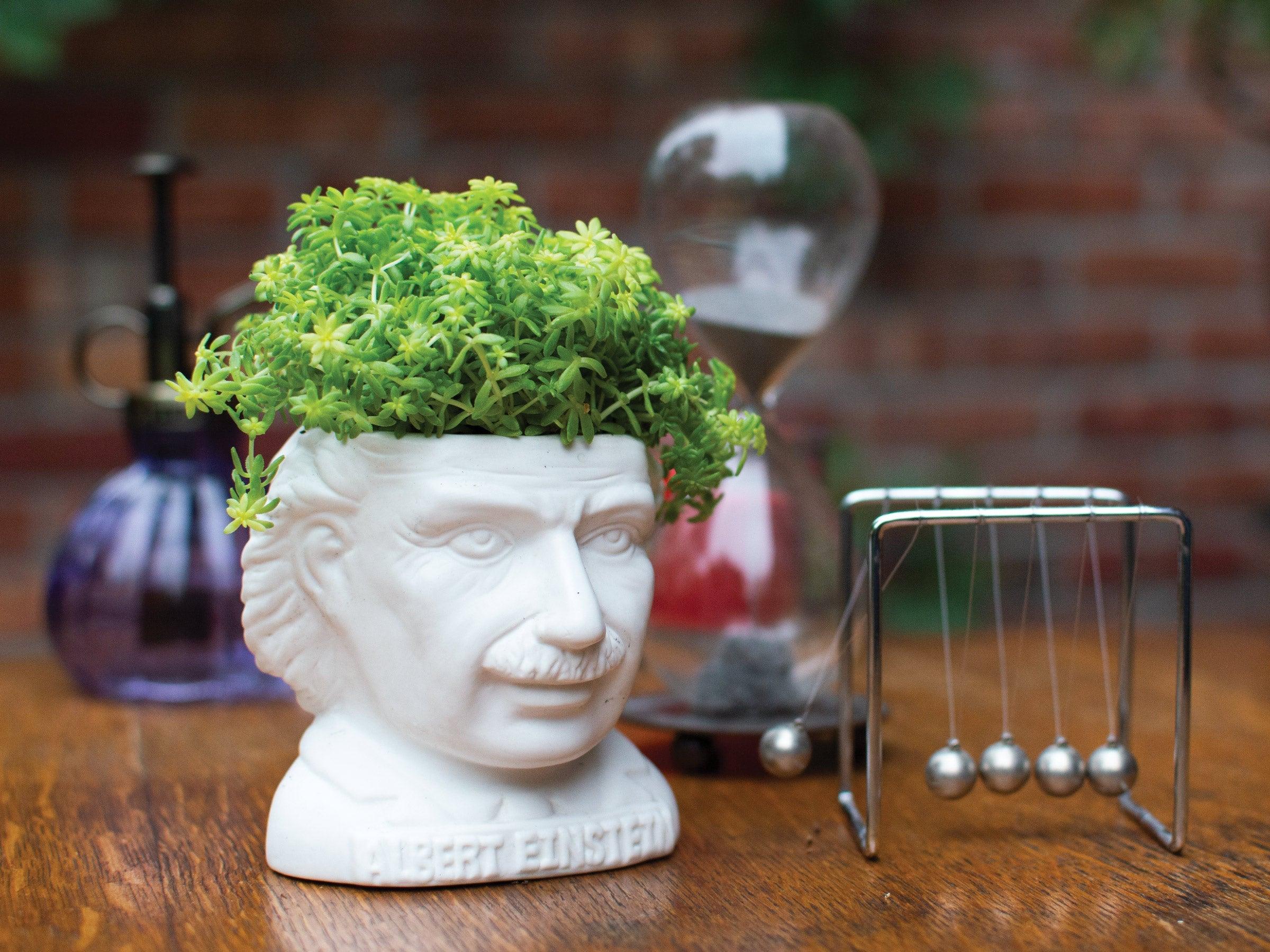 Product photo of Albert Einstein Bust Planter, a novelty gift manufactured by The Unemployed Philosophers Guild.