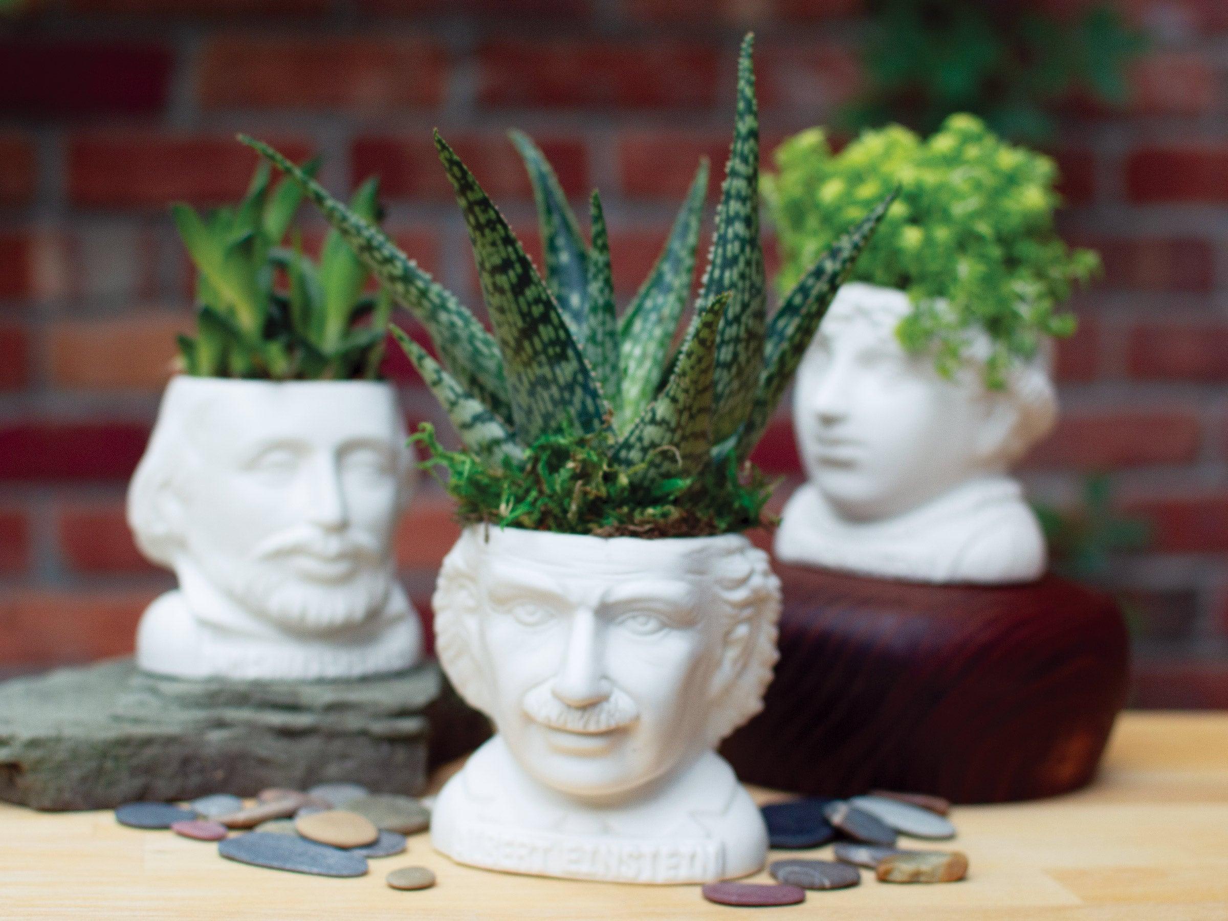 fertile minds planter Albert Einstein Bust Planter
